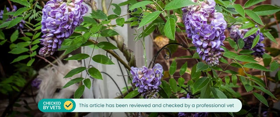 Is wisteria toxic 2025 to dogs